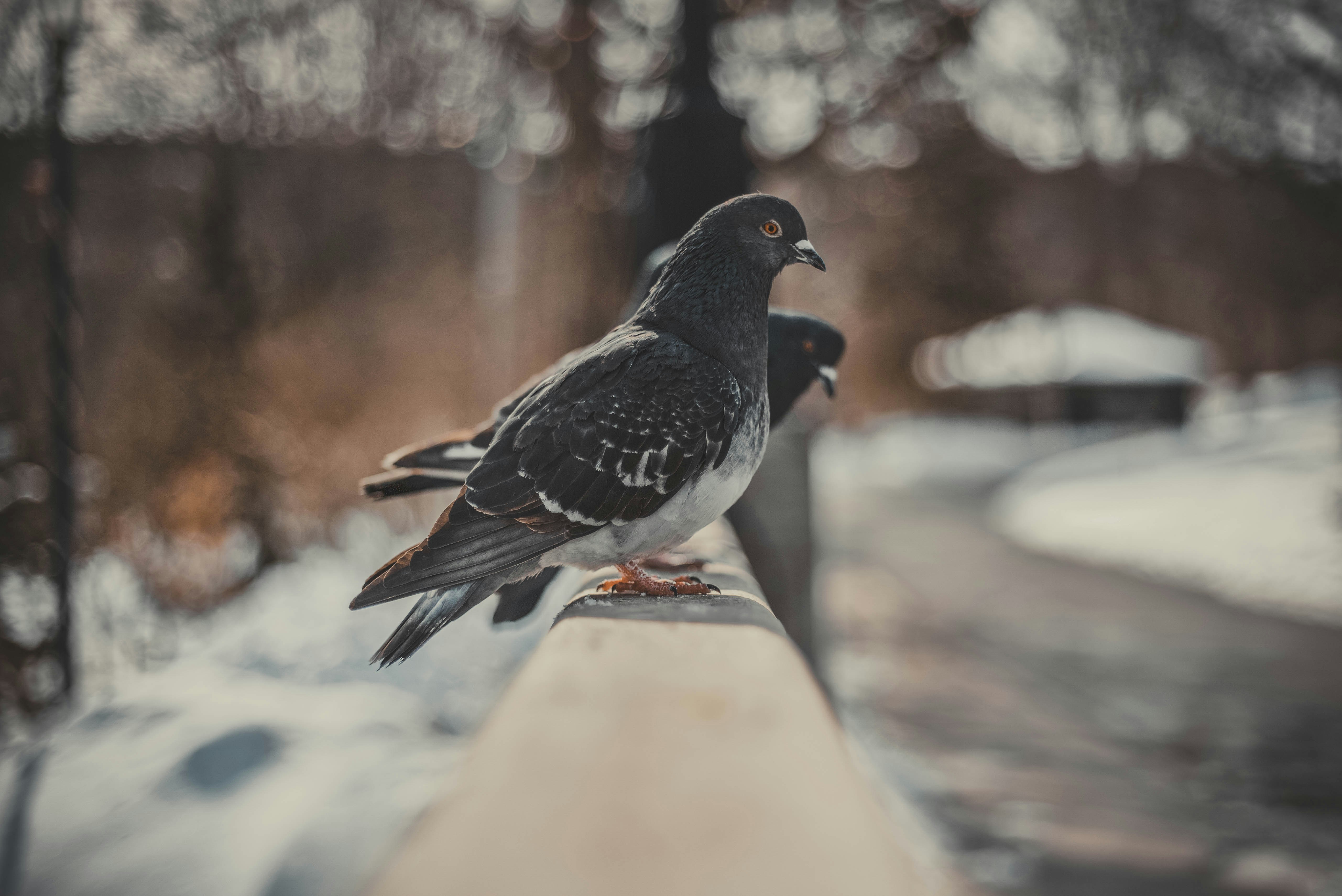 black and white bird on brown wooden fence during daytime